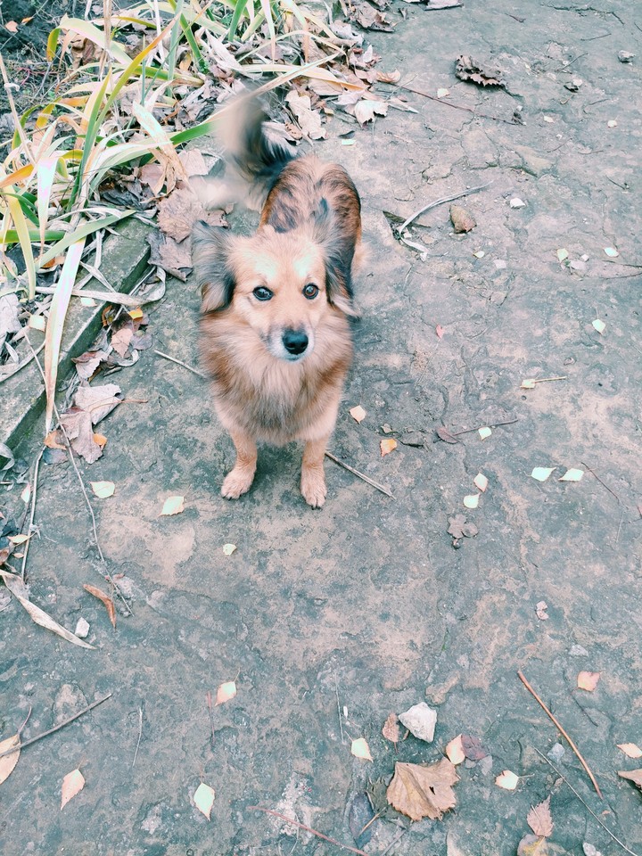 my little friend