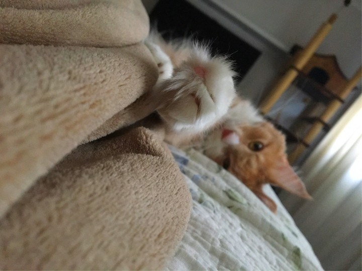 Lazy cat