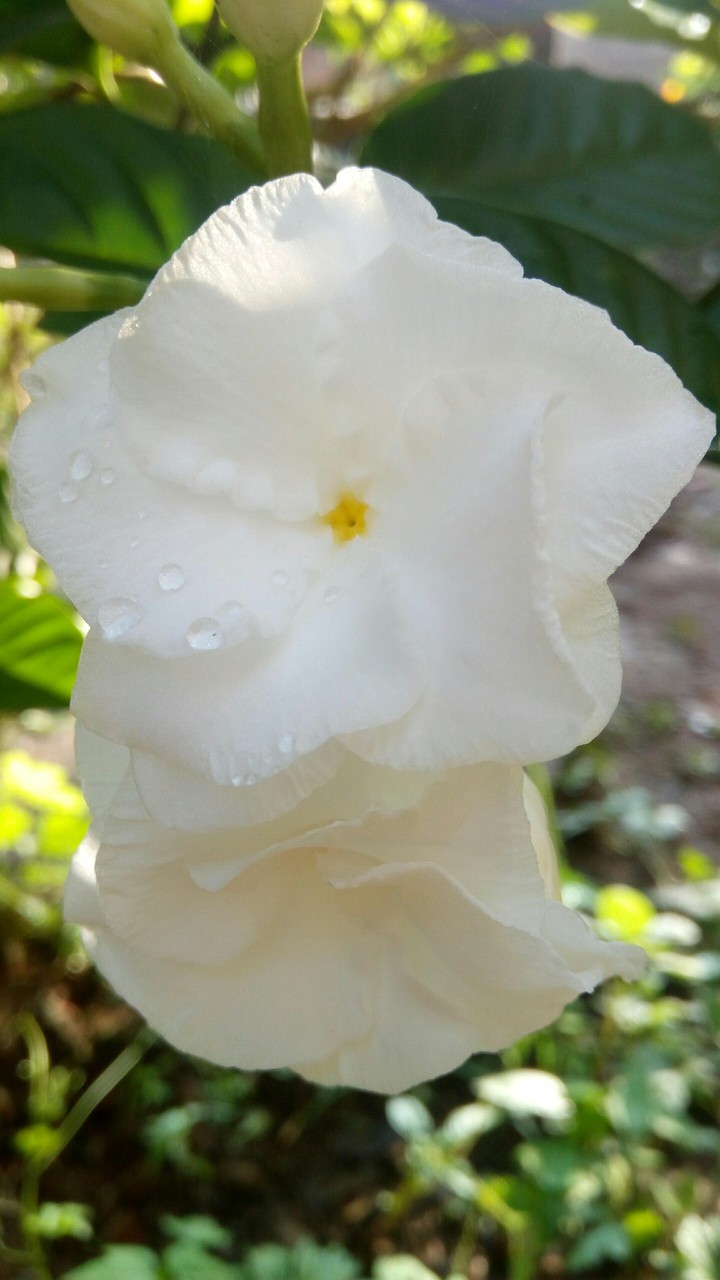 white flower .  .   .   .  .