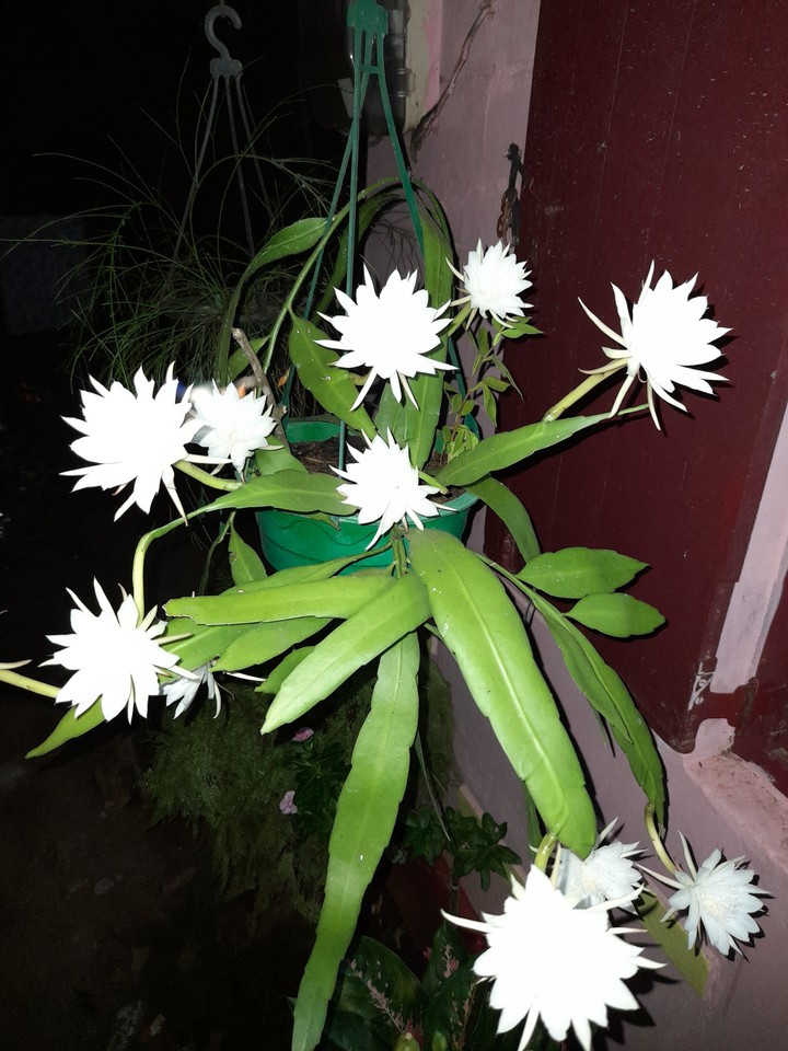 kadupul
