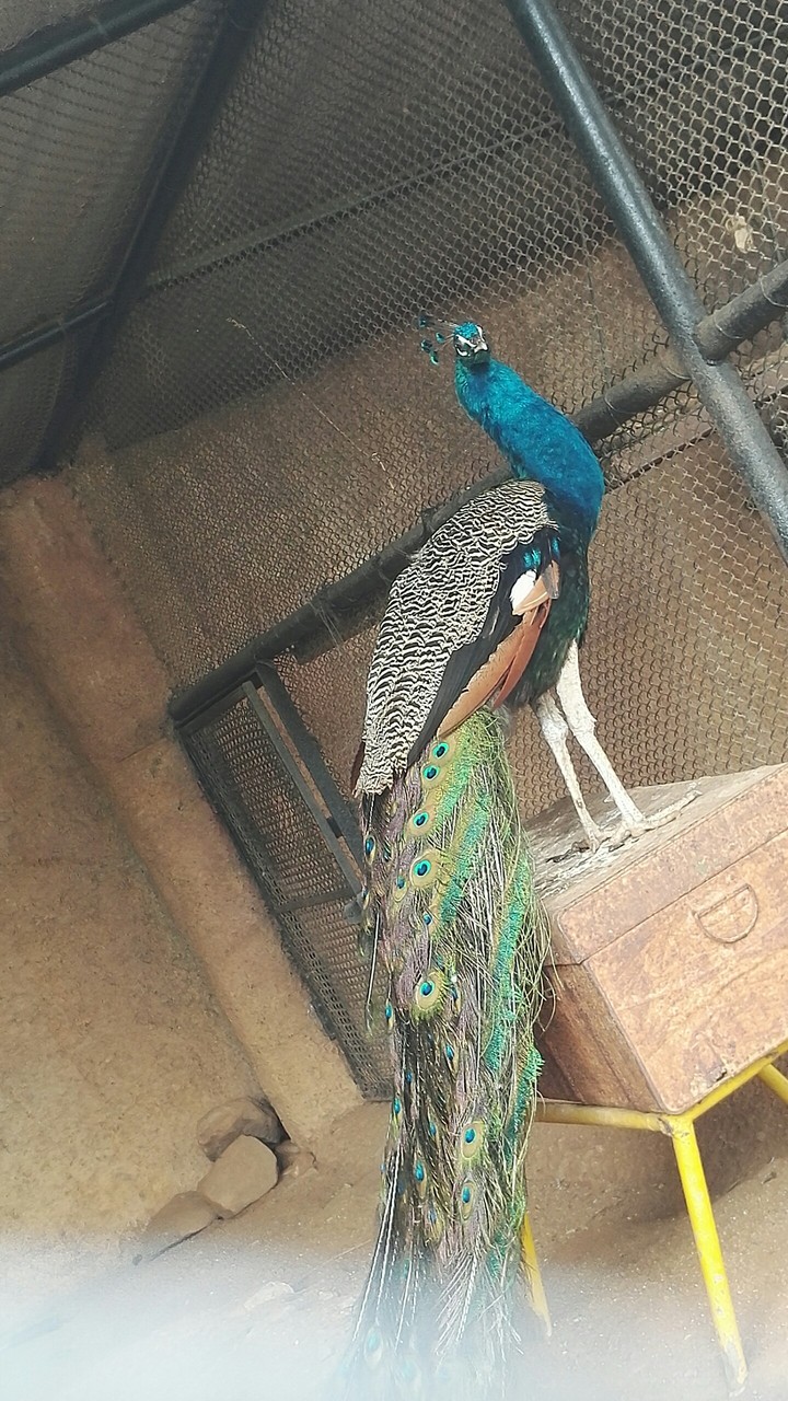 peacock