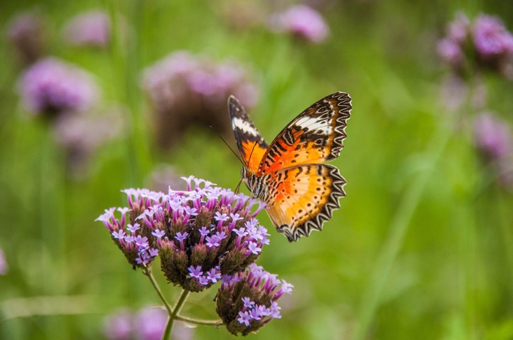Butterfly