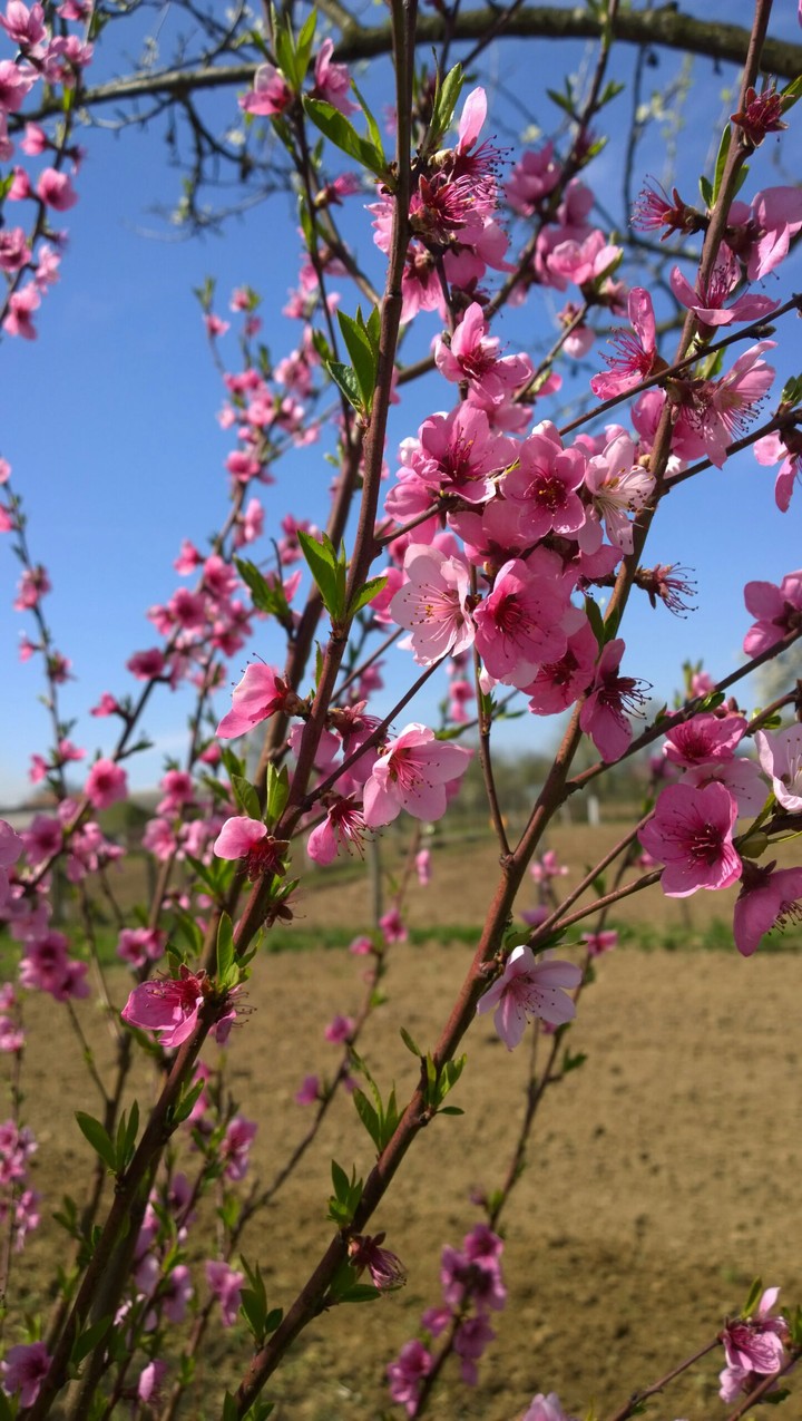 peach blossom