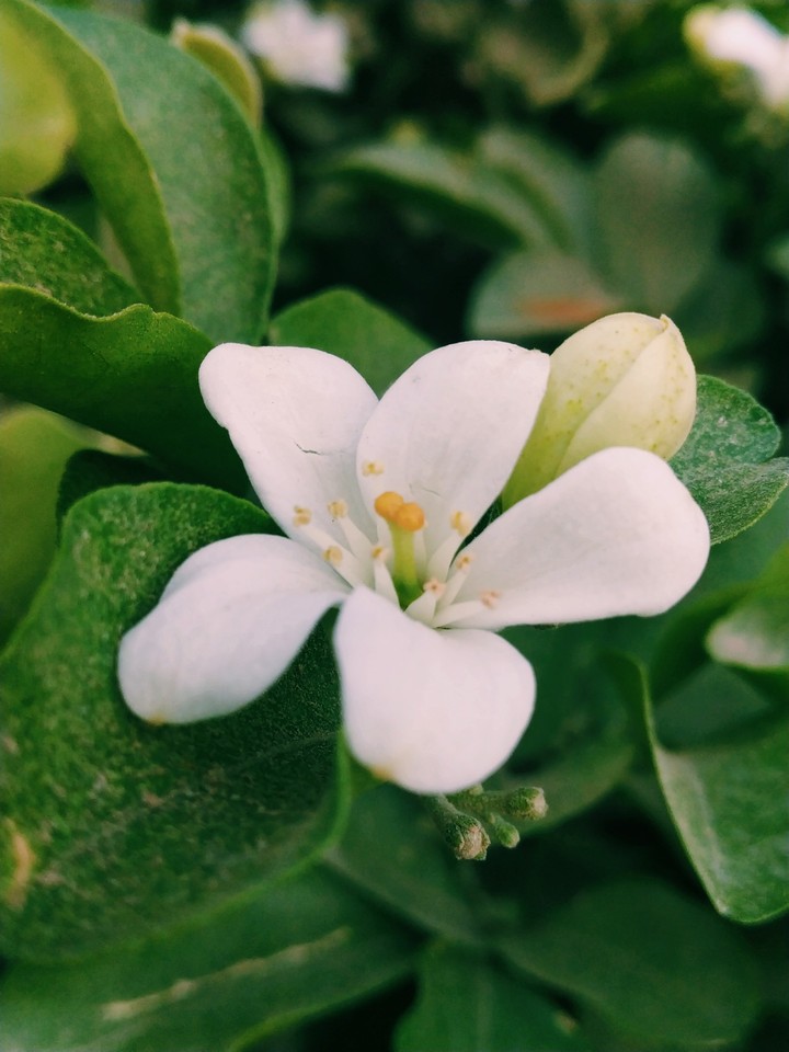 Lilly Flower