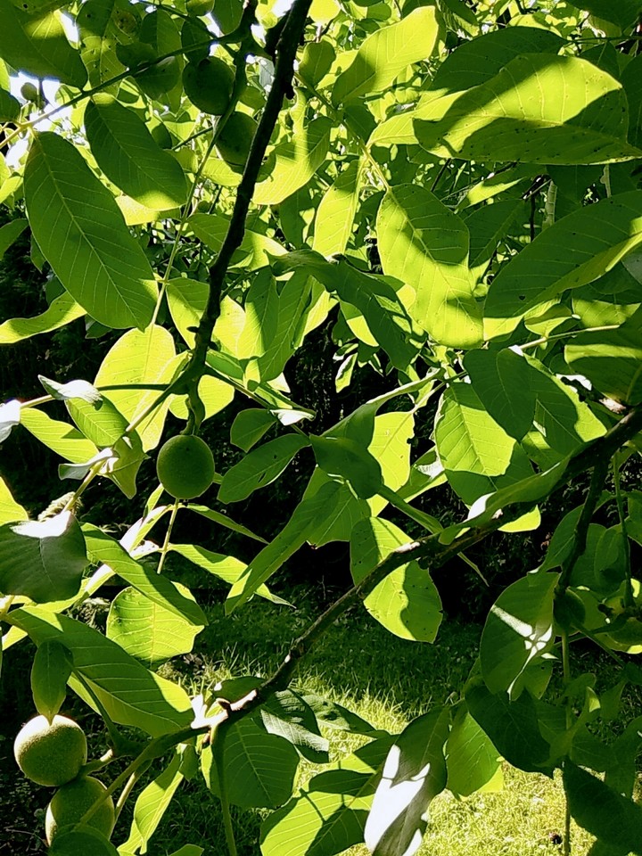 leaves