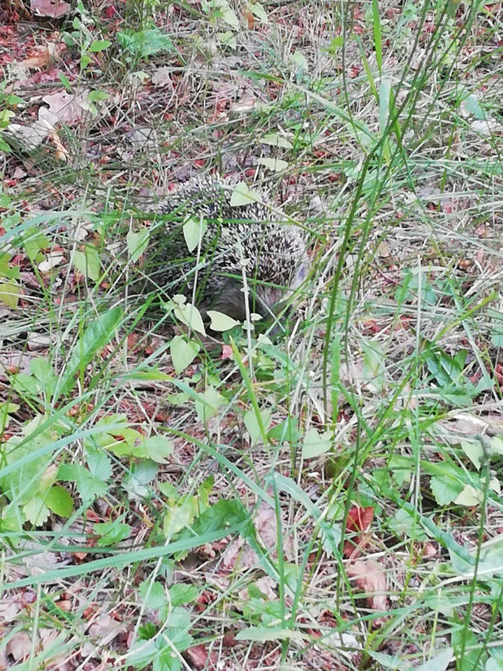 Hedgehog