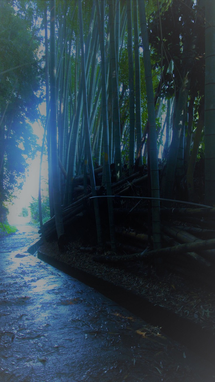 竹林
