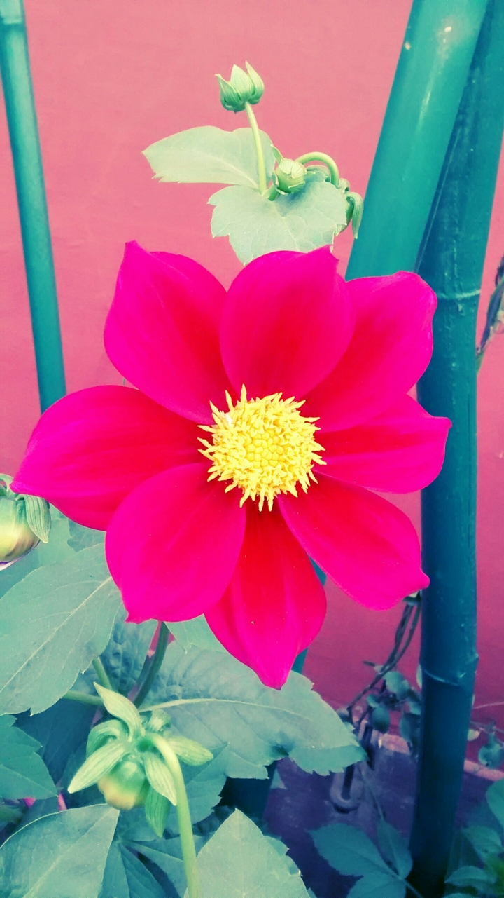 flower, nature