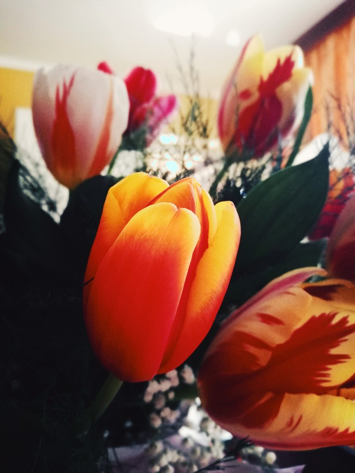Tulip