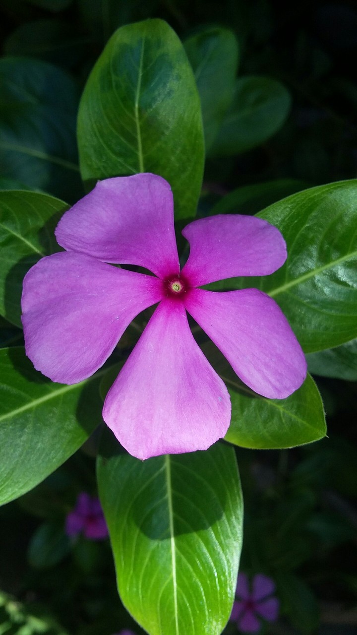 Loving Purple