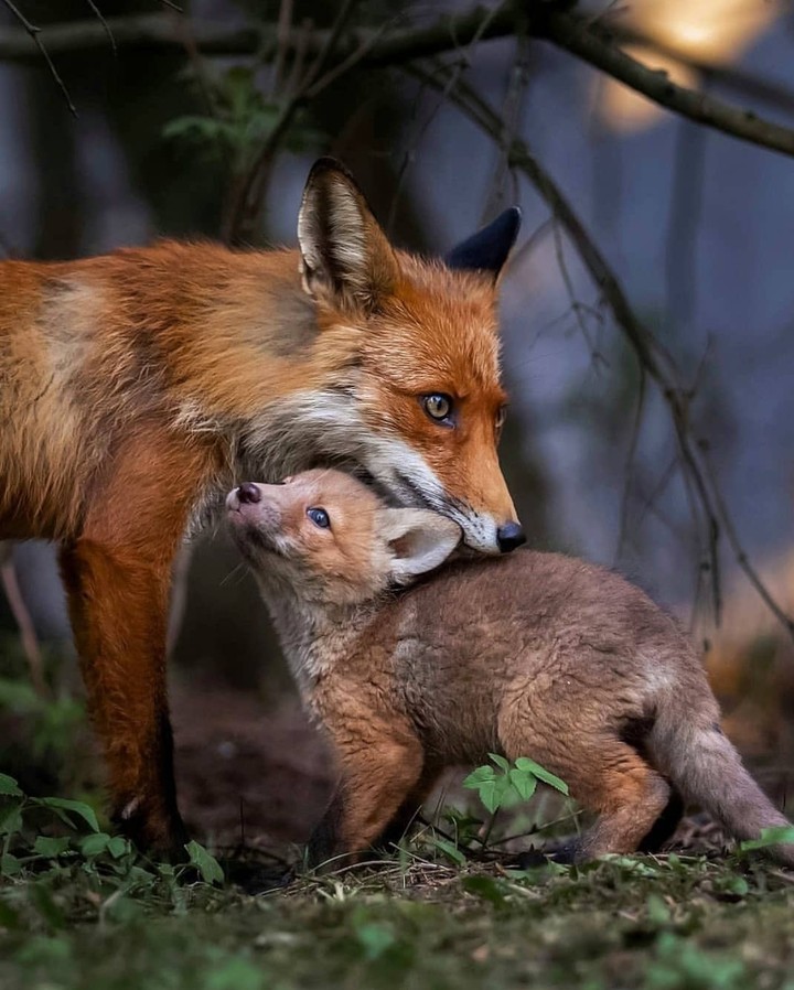 Red fox