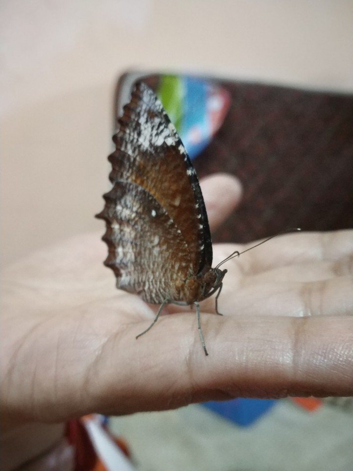 butterfly