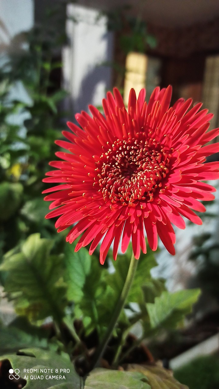 blossom flower