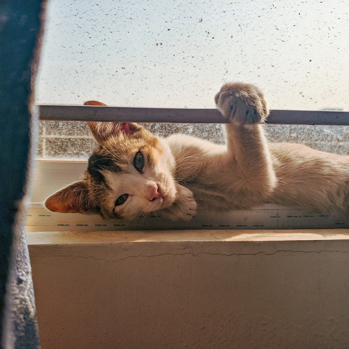 Lazy Cat