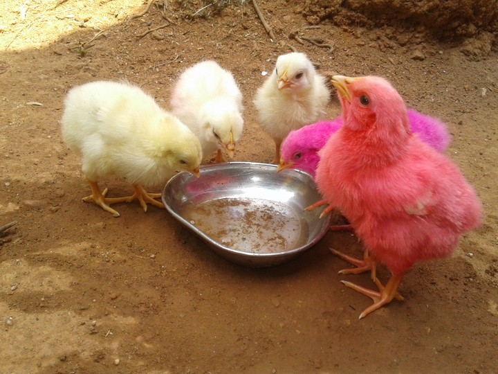 buety chicks