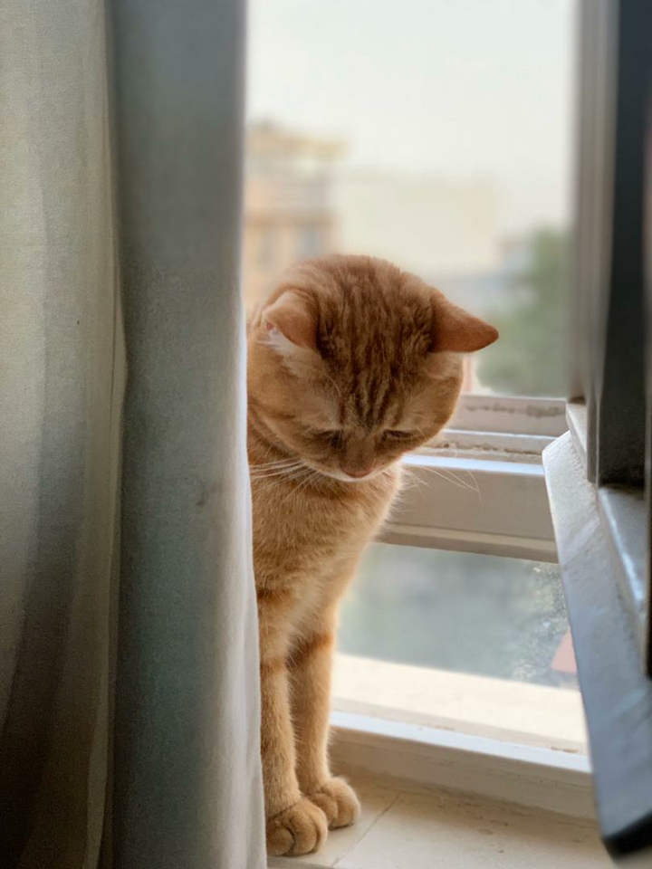 cat
