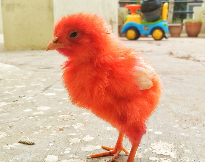 Red baby chicks