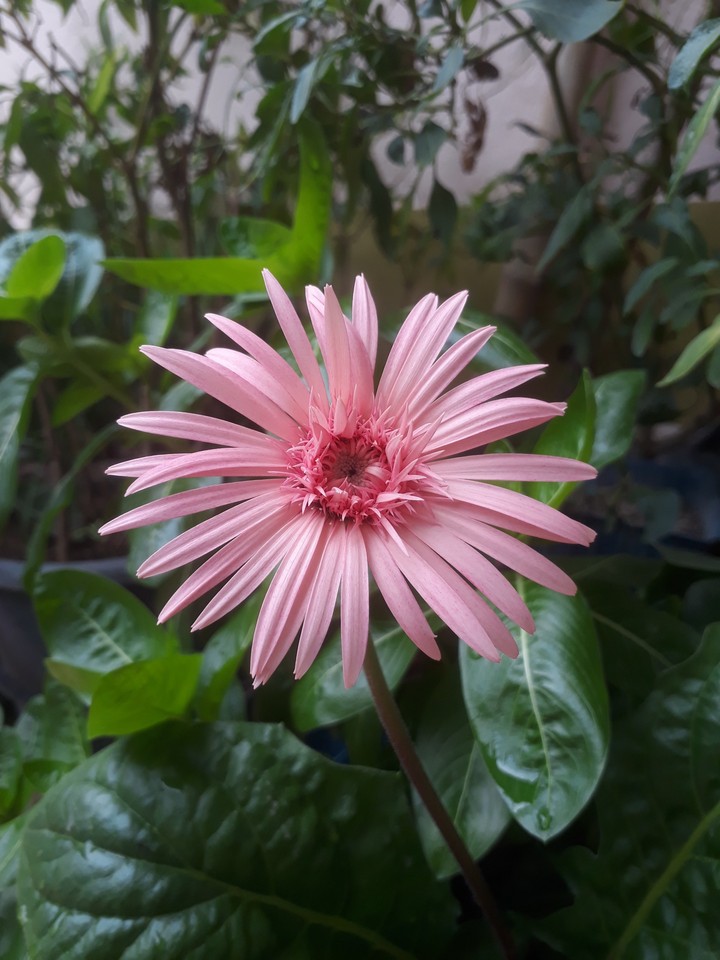 Flower love