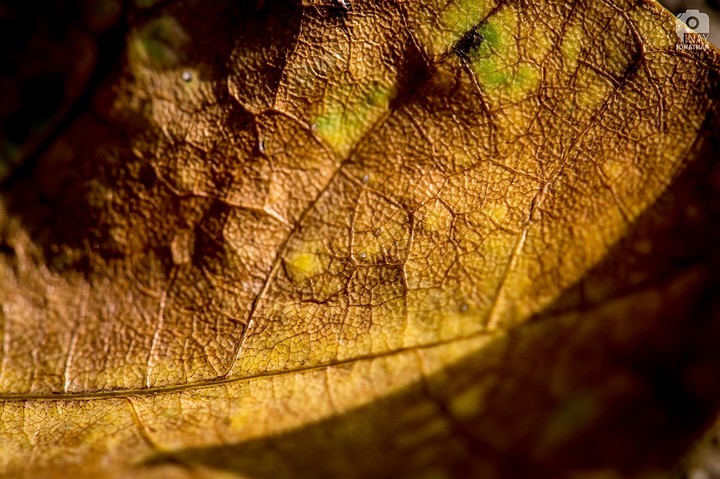 Nature Patterns