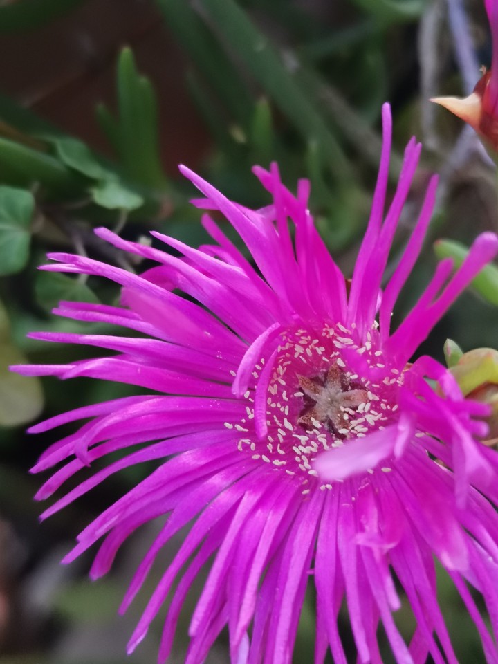 center of flower