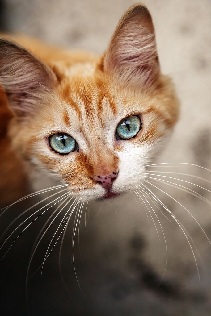 Brown Cat
