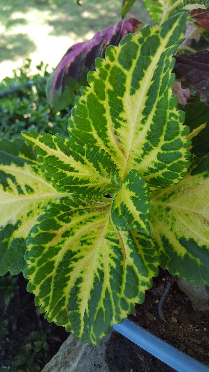 coleus