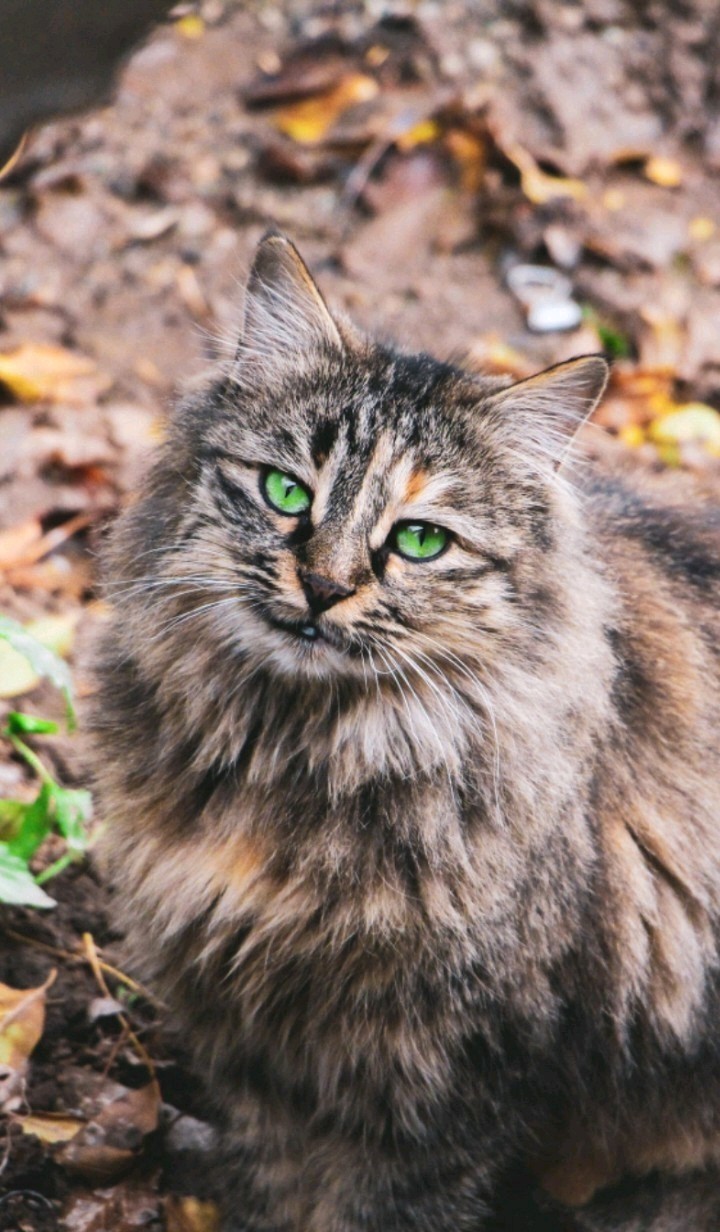 cattttt