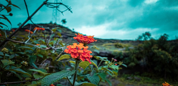 flowers of mansoon