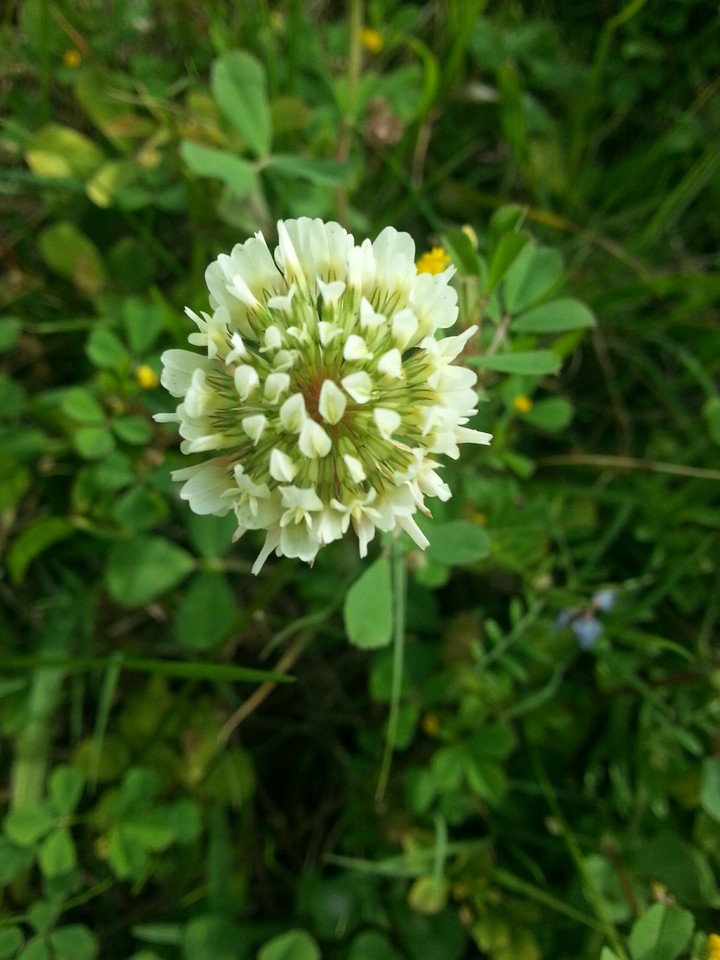 white flower