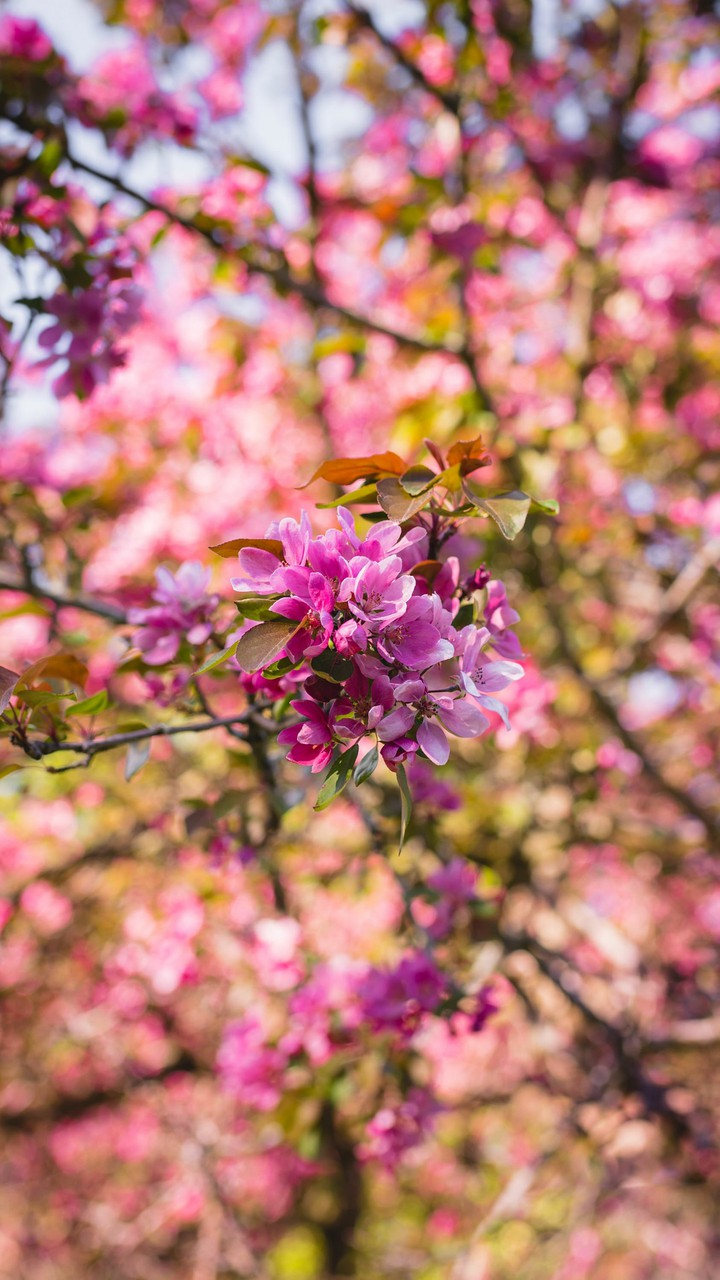 spring