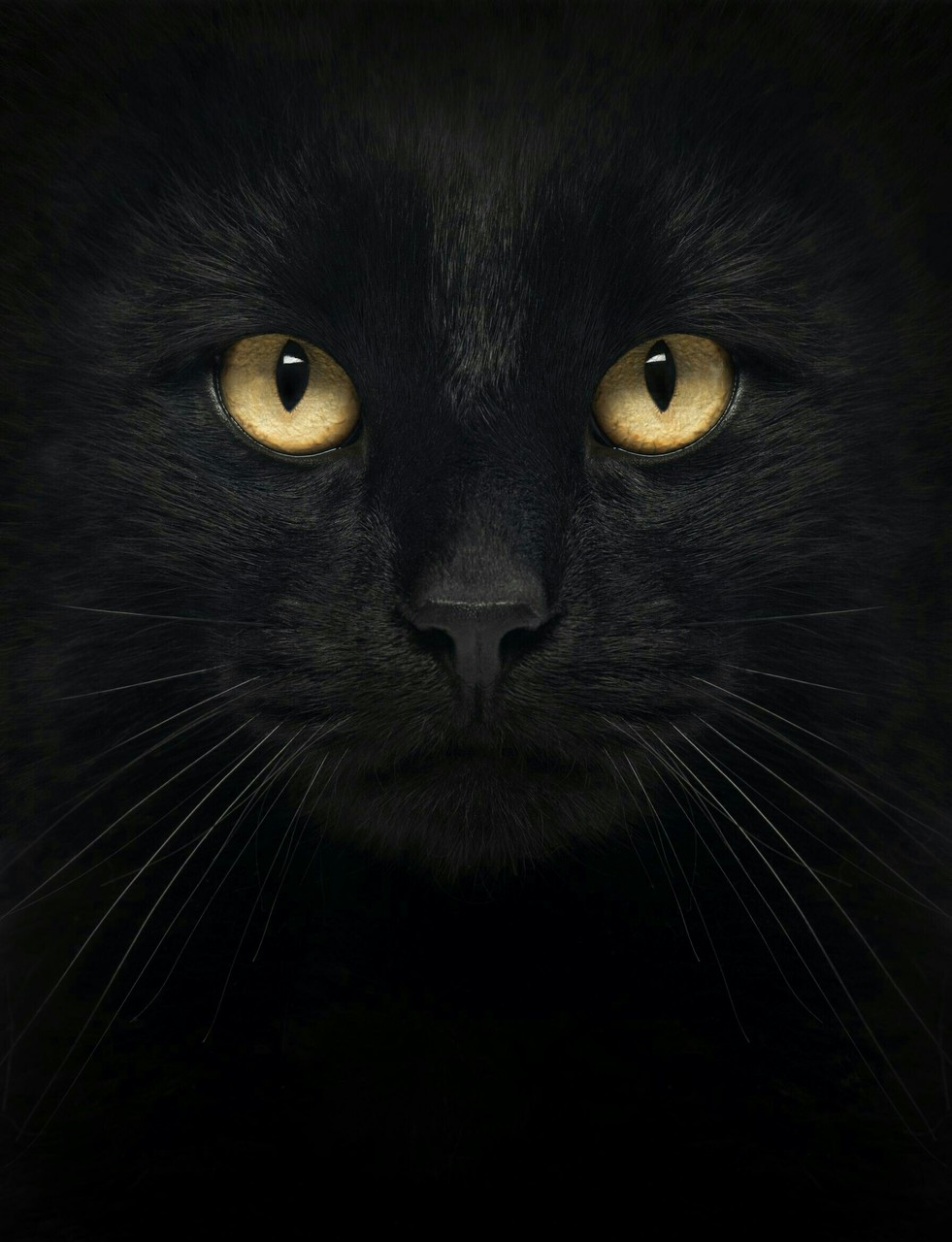 black cat