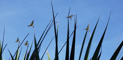 baby dragonflies