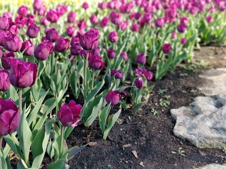 Tulip Time Topeka