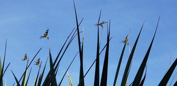 baby dragonflies