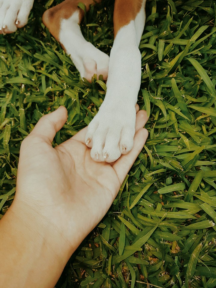 ama a tus mascotas