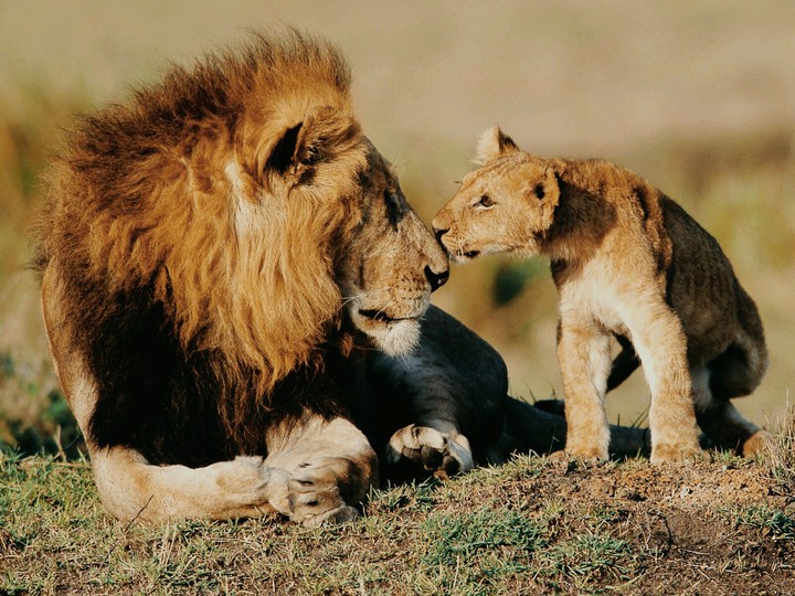 Lion