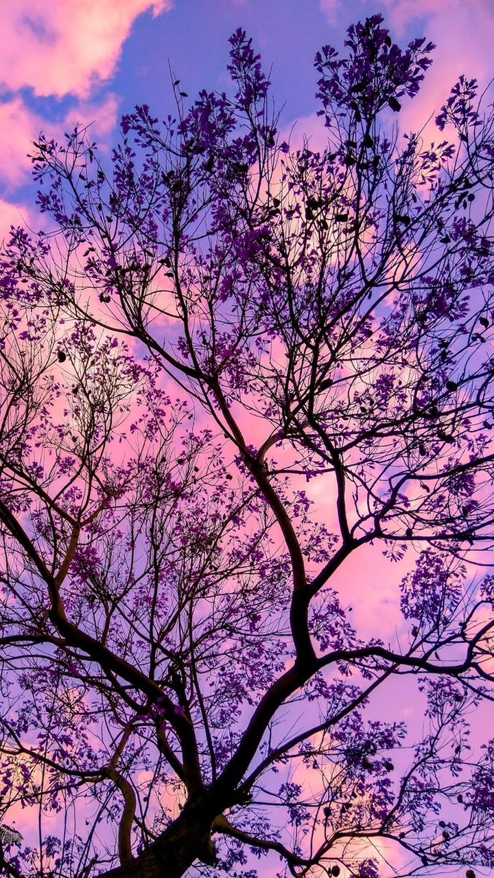 twig, nature Hintergrundbilder