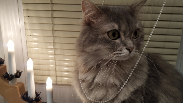 Кошка