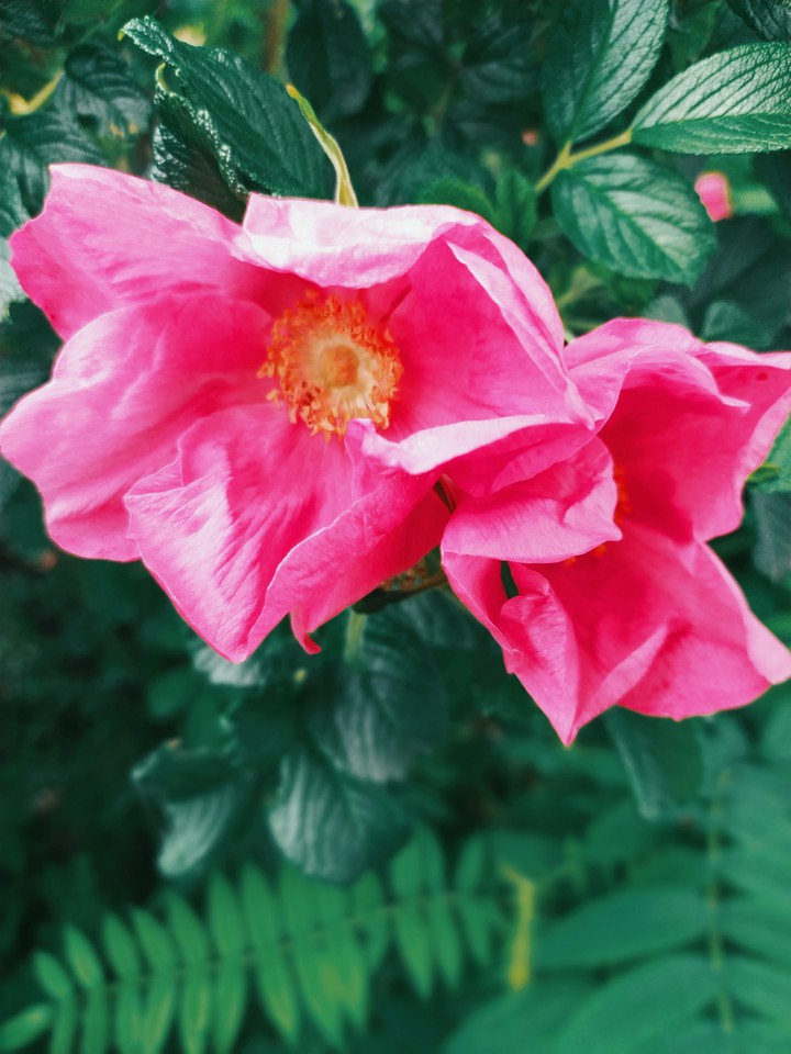Flowers