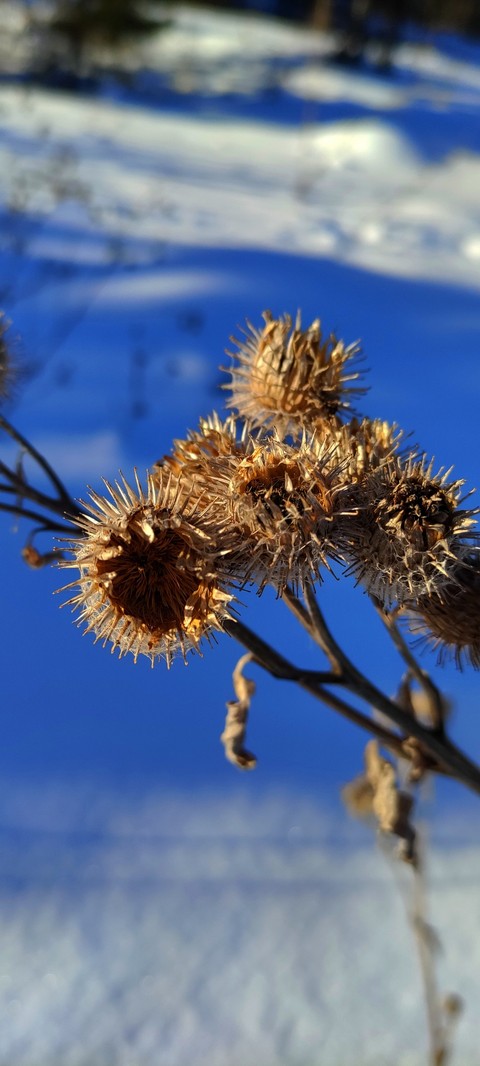 echinops, burdock háttérképek