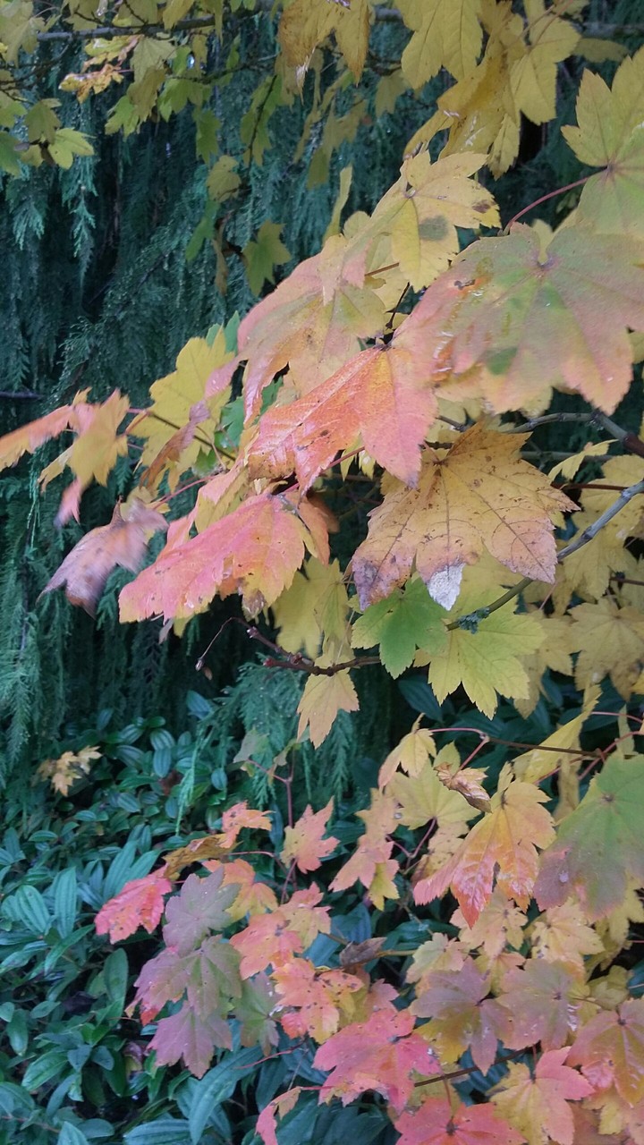 Colors of Fall