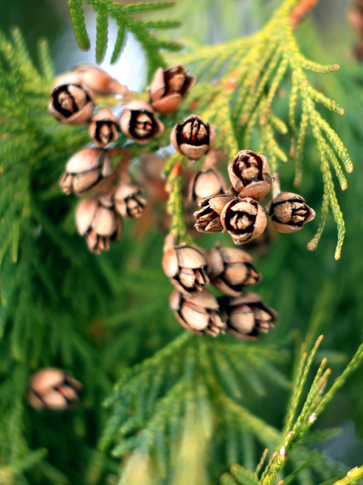 Beautiful thuja cones