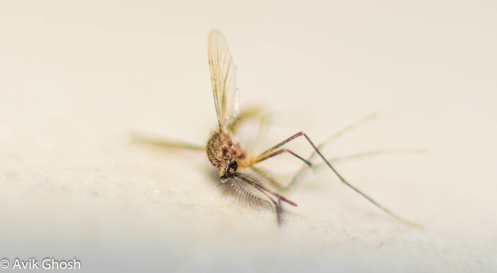 mosquito close up