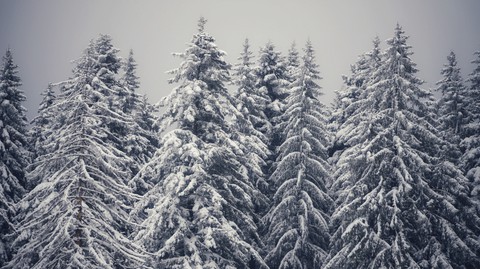 snow covered trees