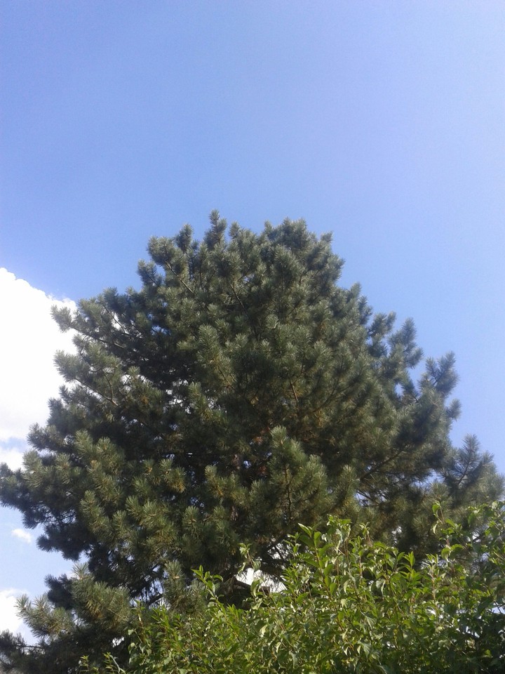 himmel und baum