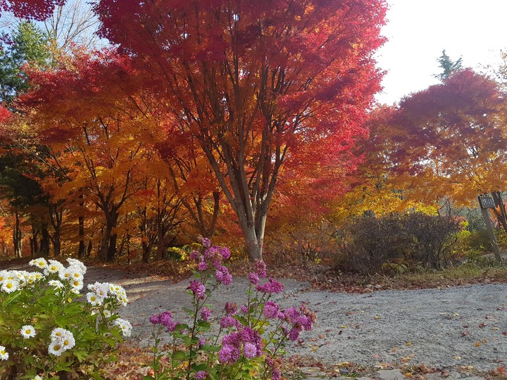 Autumn Leaves