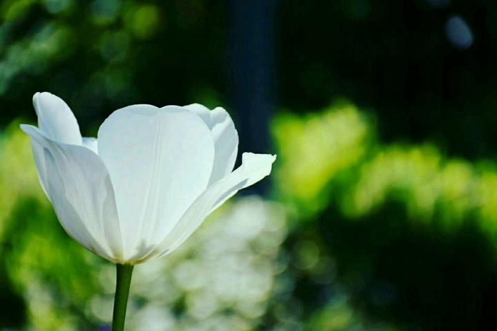 Tulpe