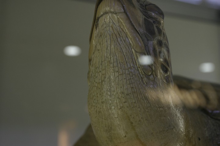 Animal