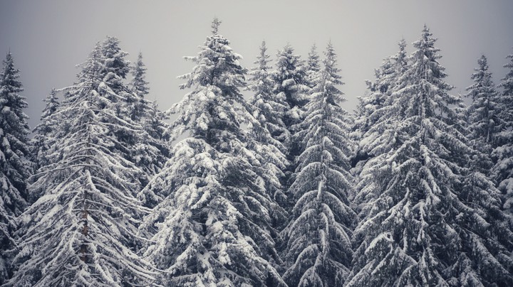 snow covered trees