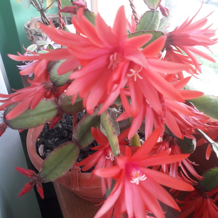 cactusflowers